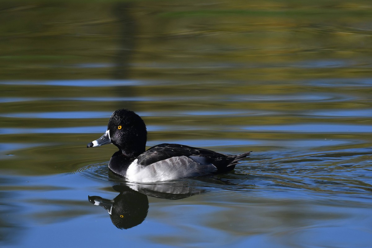 Ringschnabelente - ML646166735