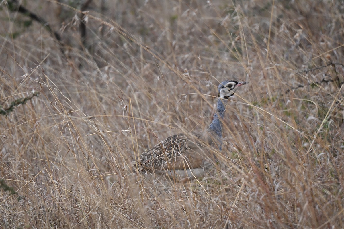 Senegaltrappe - ML646166736