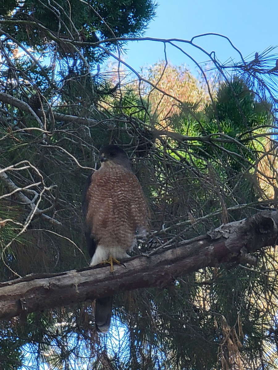 Rundschwanzhabicht - ML646166738