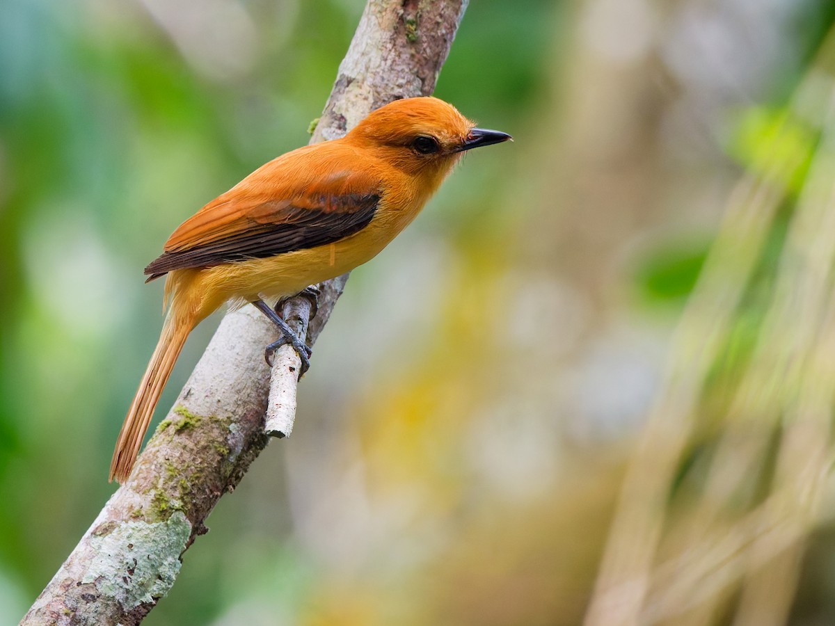 Zimtattilatyrann - ML646166739