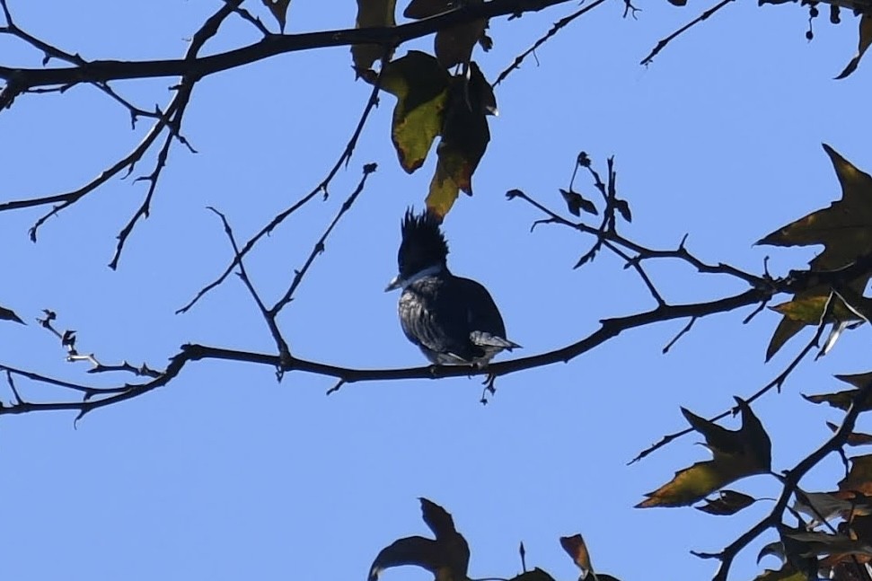 Gürtelfischer - ML646166740