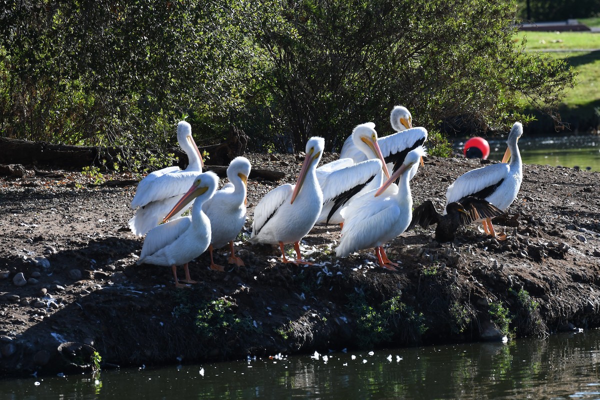 Nashornpelikan - ML646166743