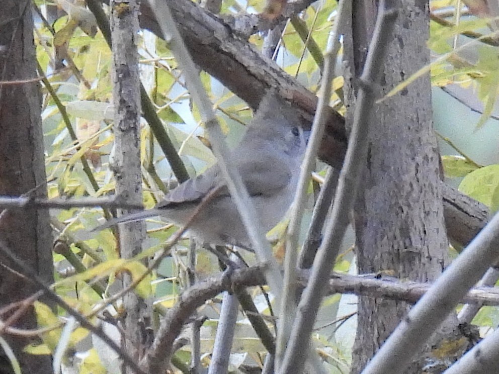 Eichenmeise - ML646166744