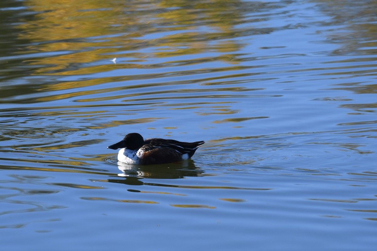 Löffelente - ML646166746