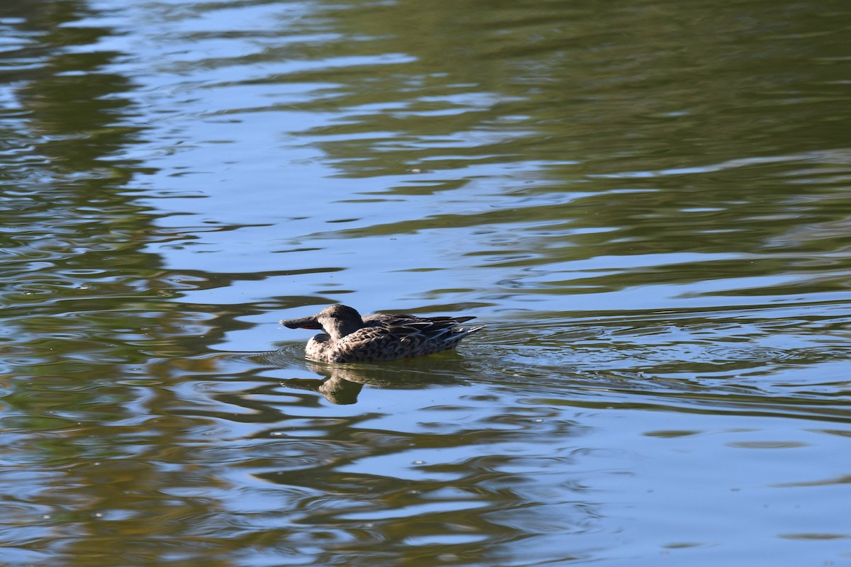 Löffelente - ML646166747