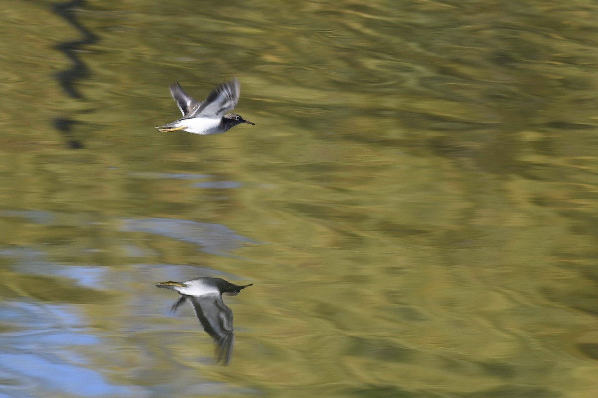 Drosseluferläufer - ML646166749