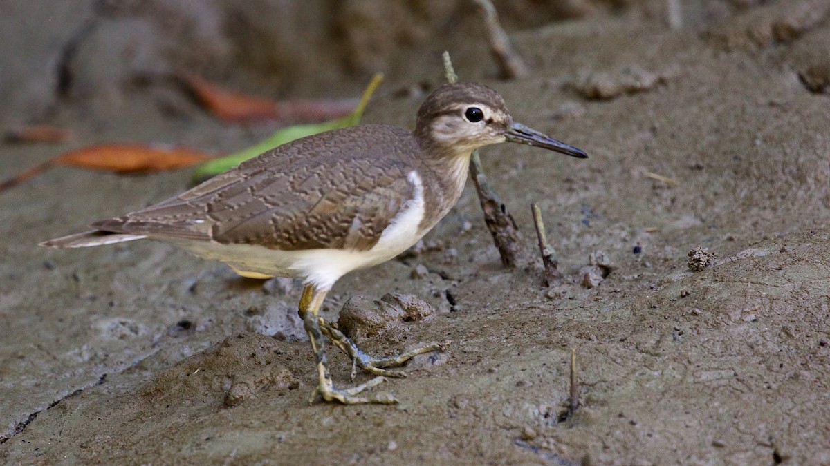 Flussuferläufer - ML646166750