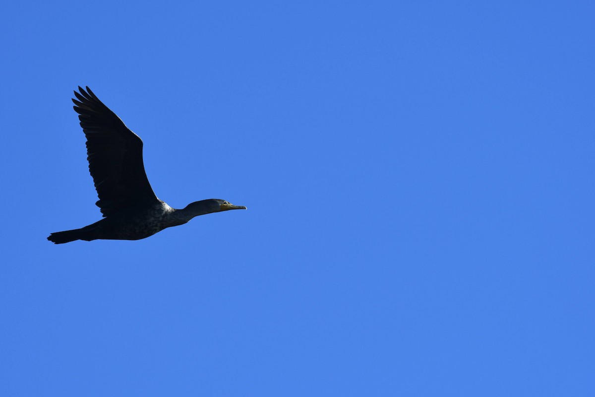 Ohrenscharbe - ML646166753