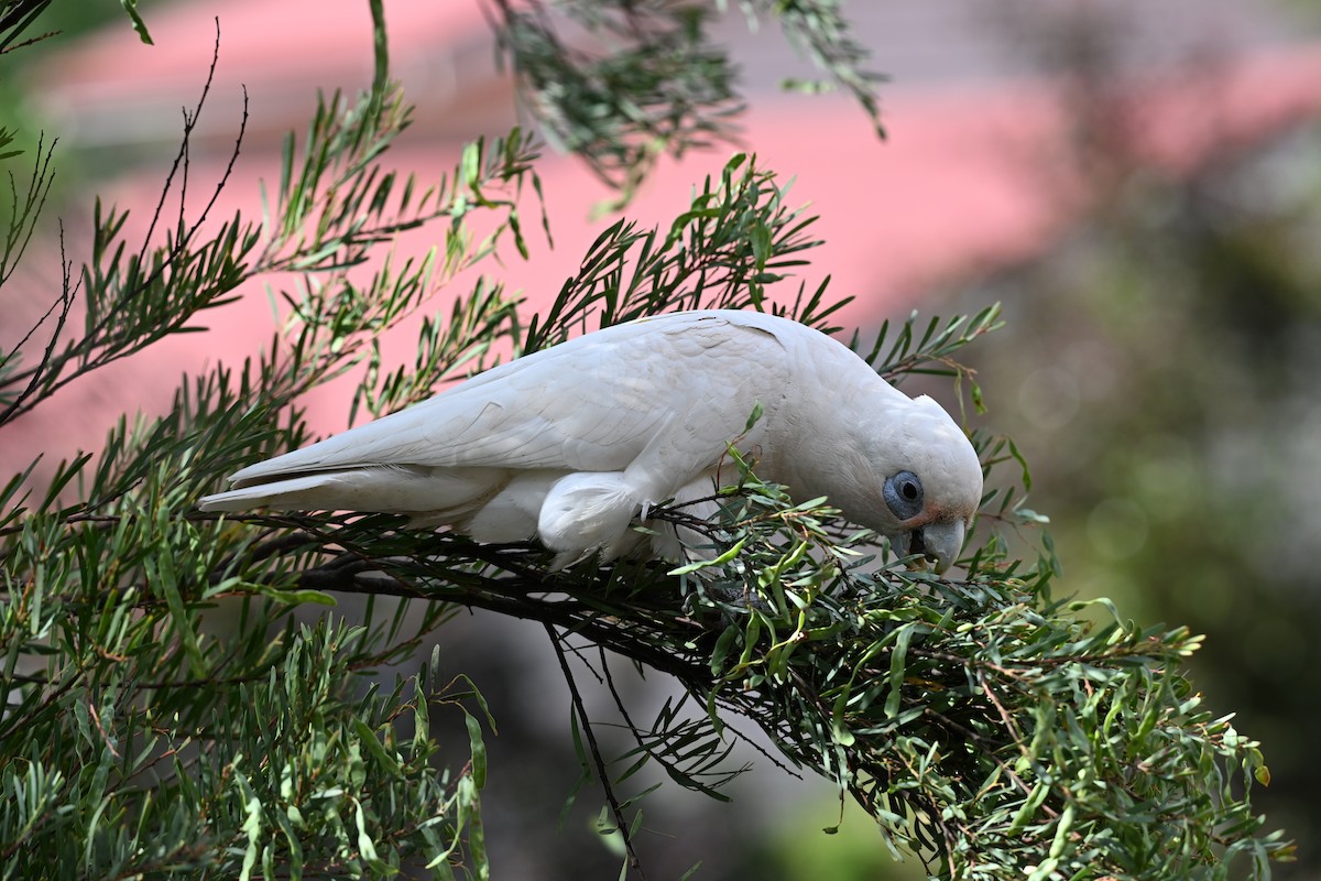Nacktaugenkakadu - ML646166754