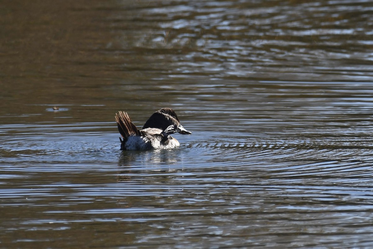Schwarzkopf-Ruderente - ML646166756