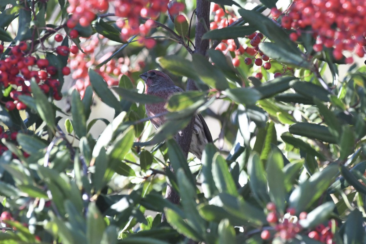 Hausgimpel - ML646166759