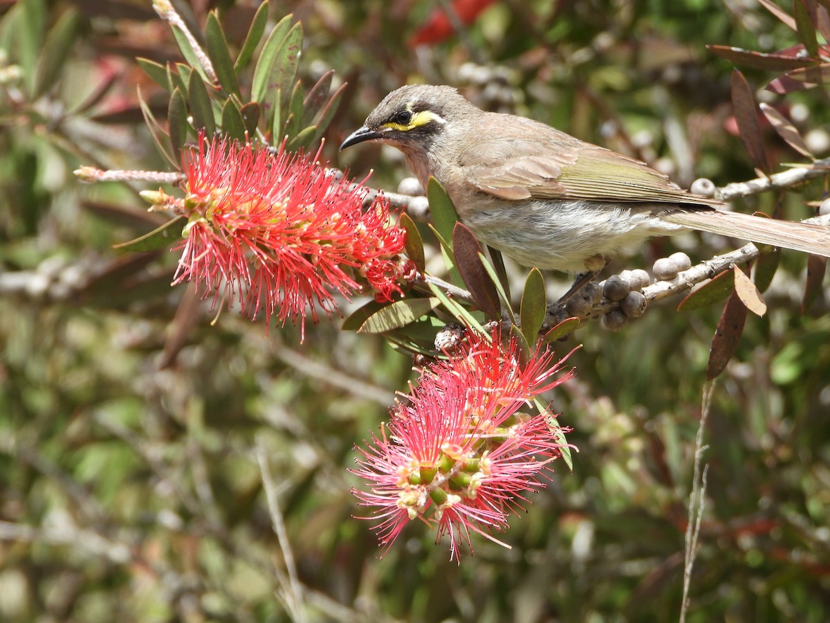 Yellow-faced Honeyeater - ML646166761