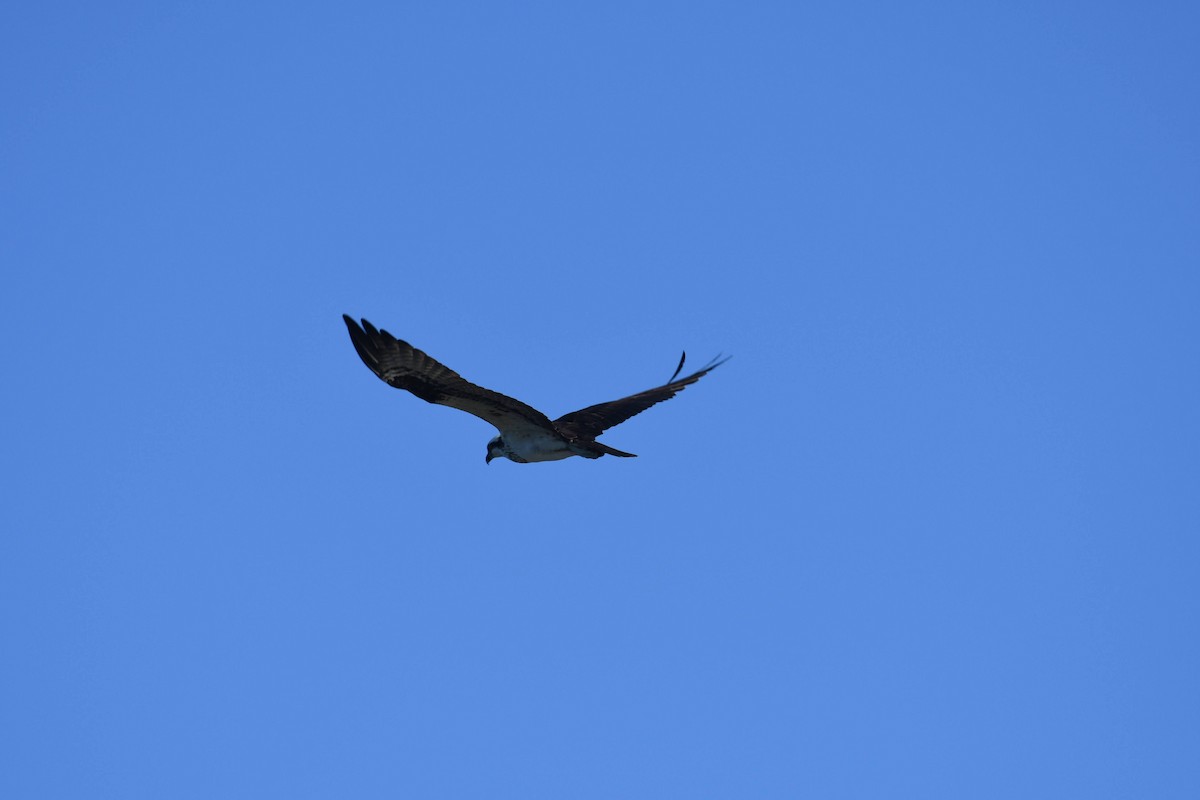 Osprey - ML646166762