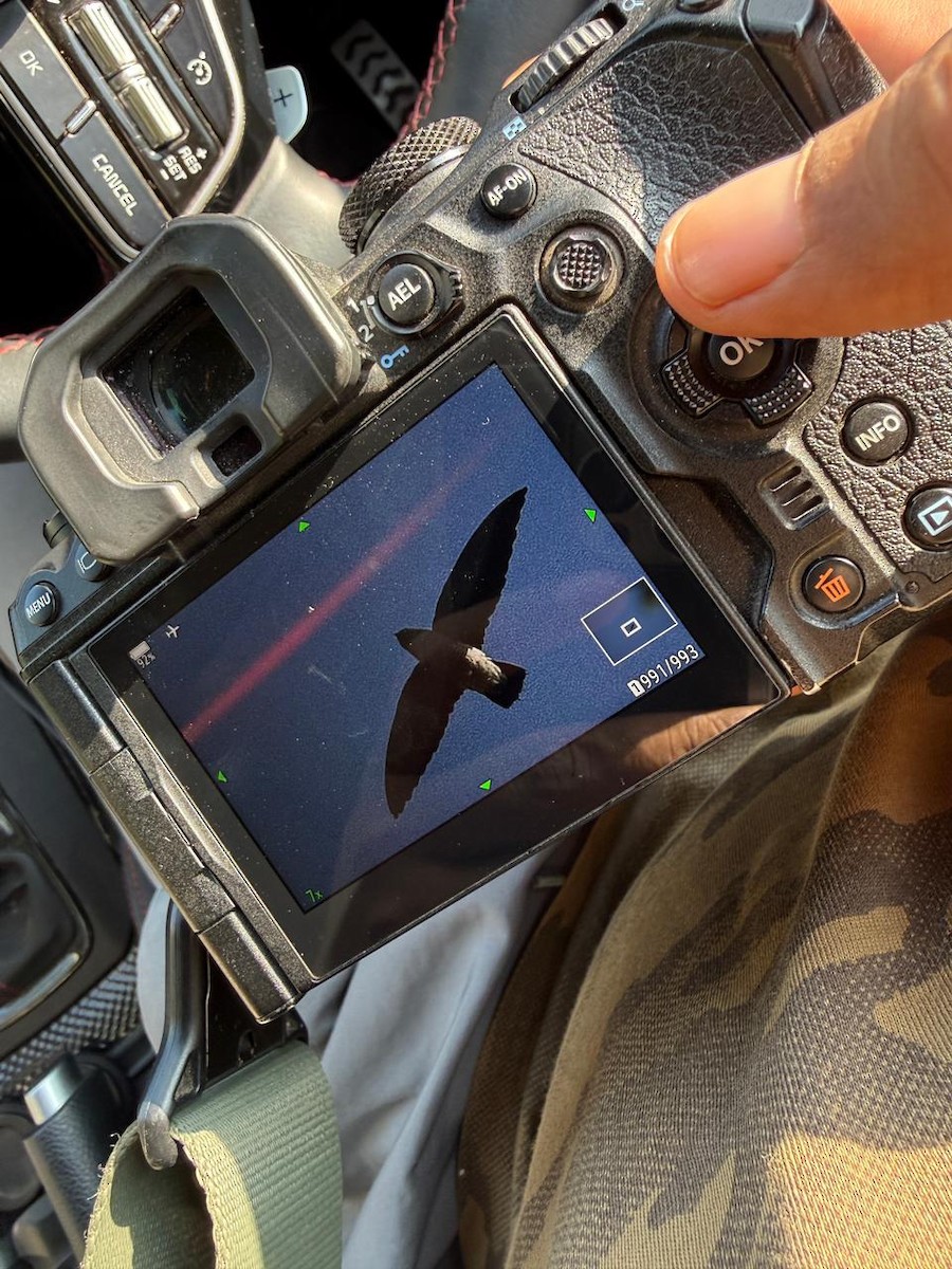 White-rumped Spinetail - ML646166763
