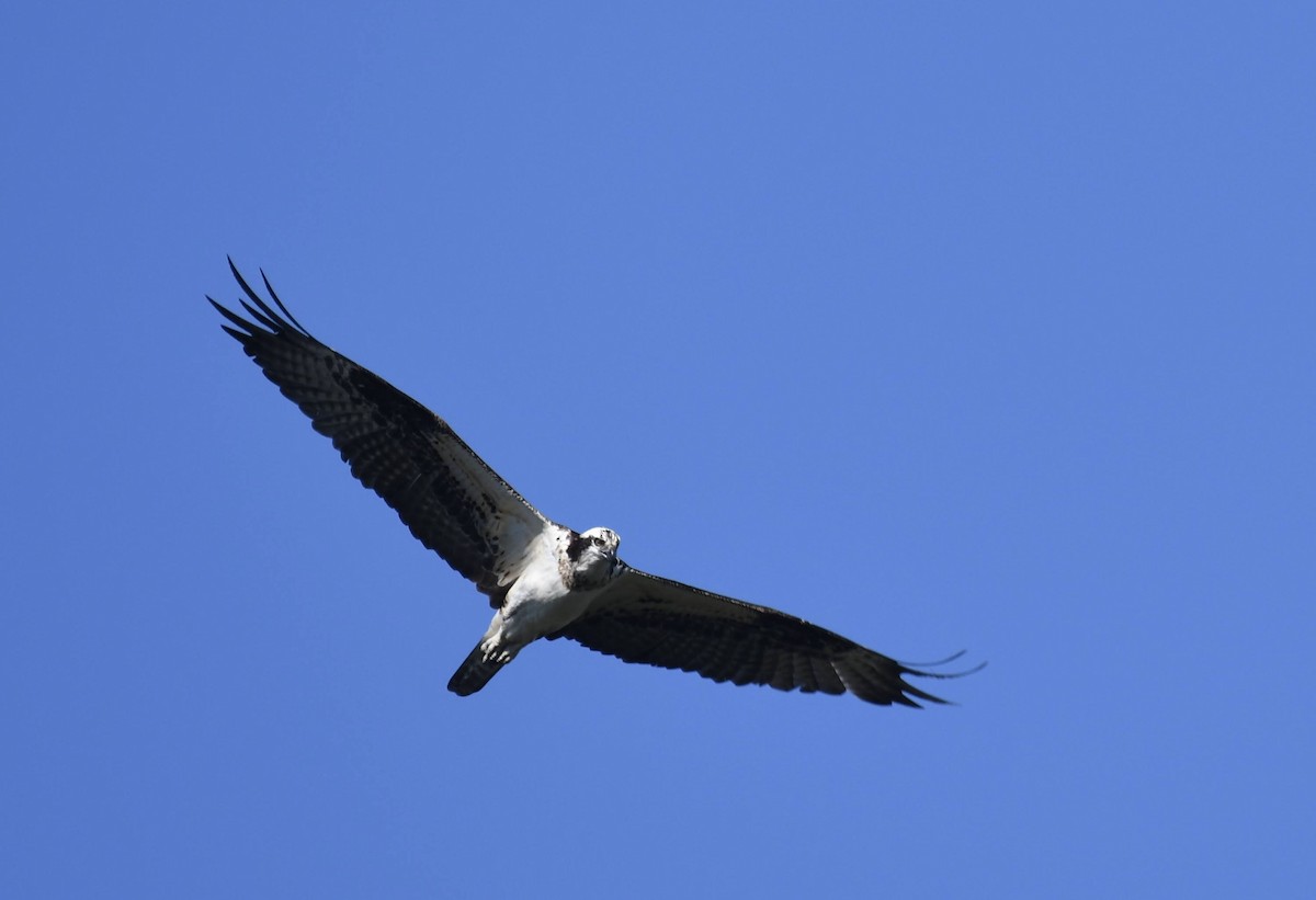 Osprey - ML646166765