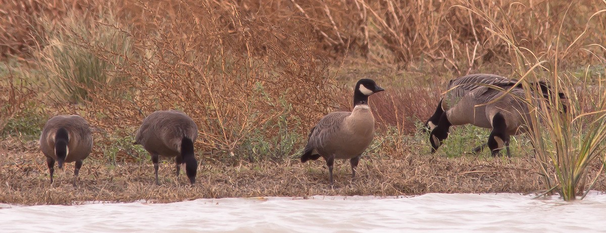 小加拿大雁 - ML646166767