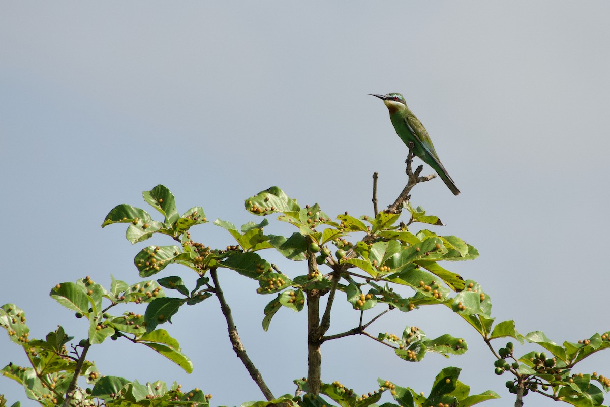 Blue-cheeked Bee-eater - ML646166770