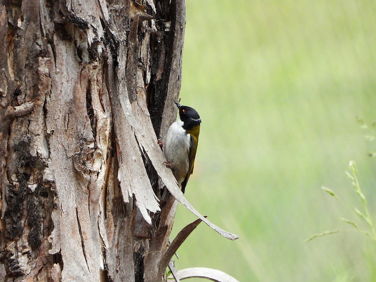 White-naped Honeyeater - ML646166771