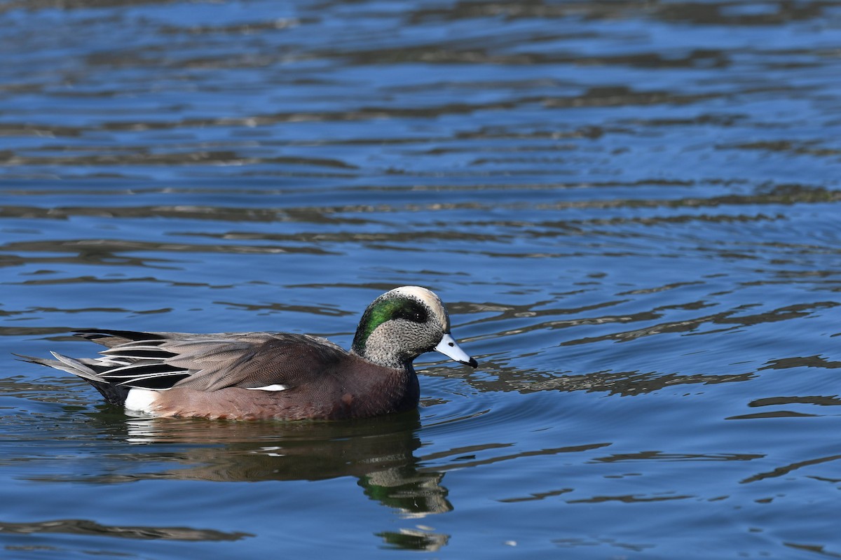 Свищ американський - ML646166782