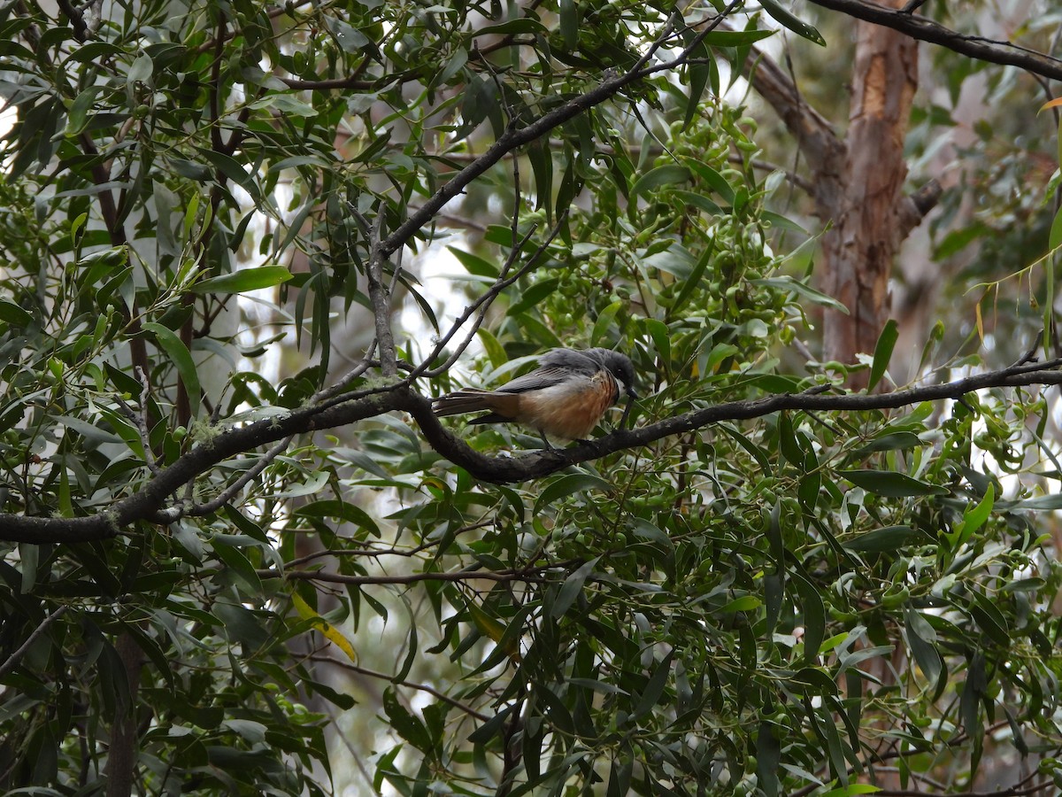 Rufous Whistler - ML646166783