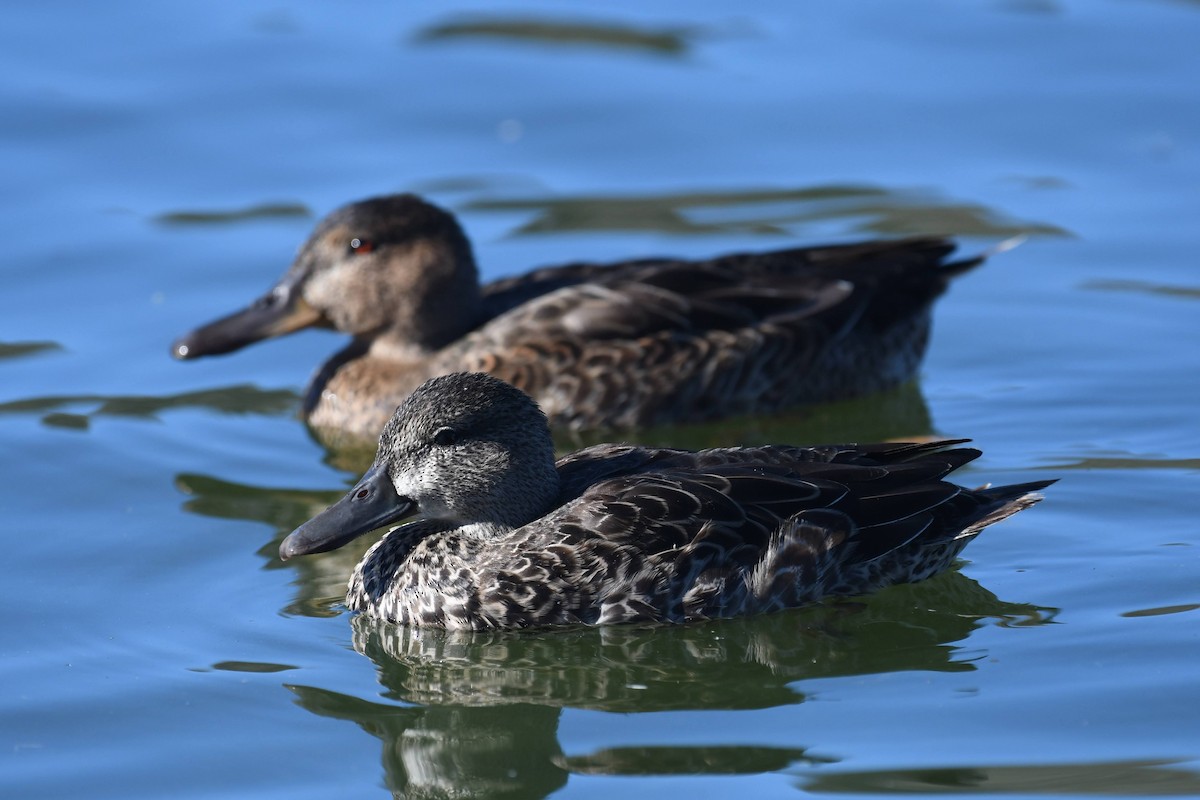 Cerceta Aliazul - ML646166785