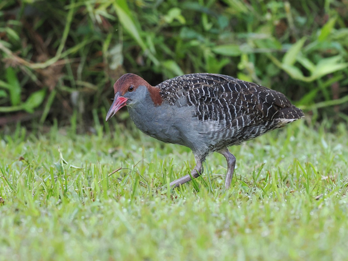 Slaty-breasted Rail - ML646166786