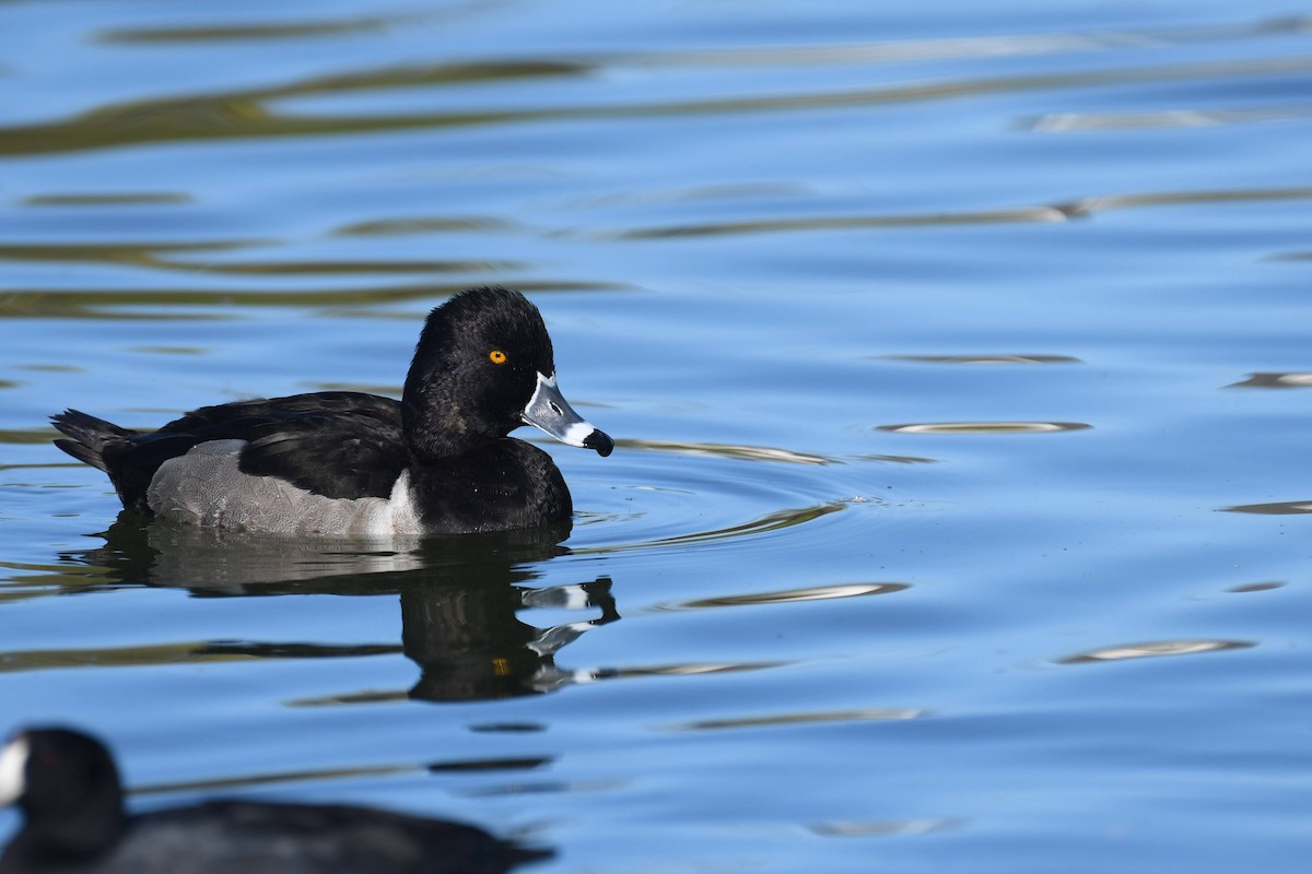Porrón Acollarado - ML646166790