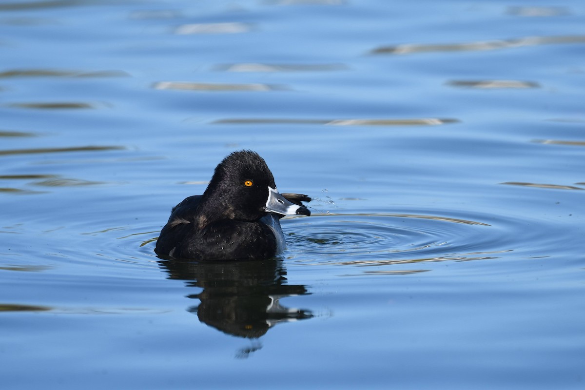 Porrón Acollarado - ML646166791