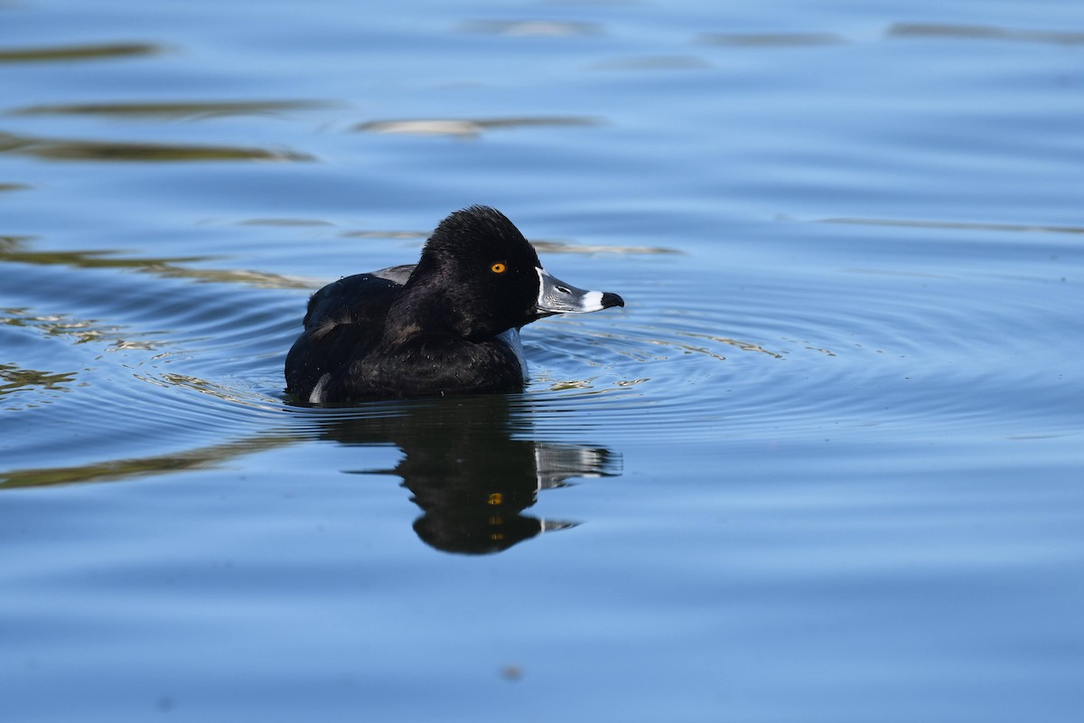 Porrón Acollarado - ML646166792
