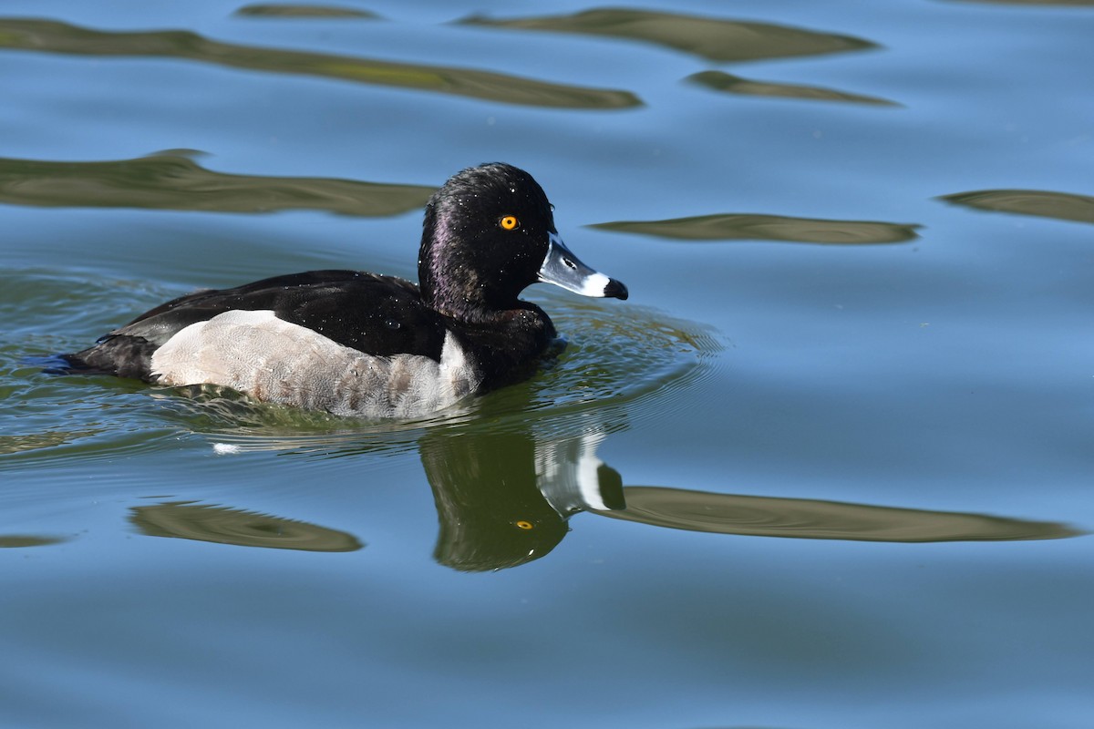 Porrón Acollarado - ML646166794