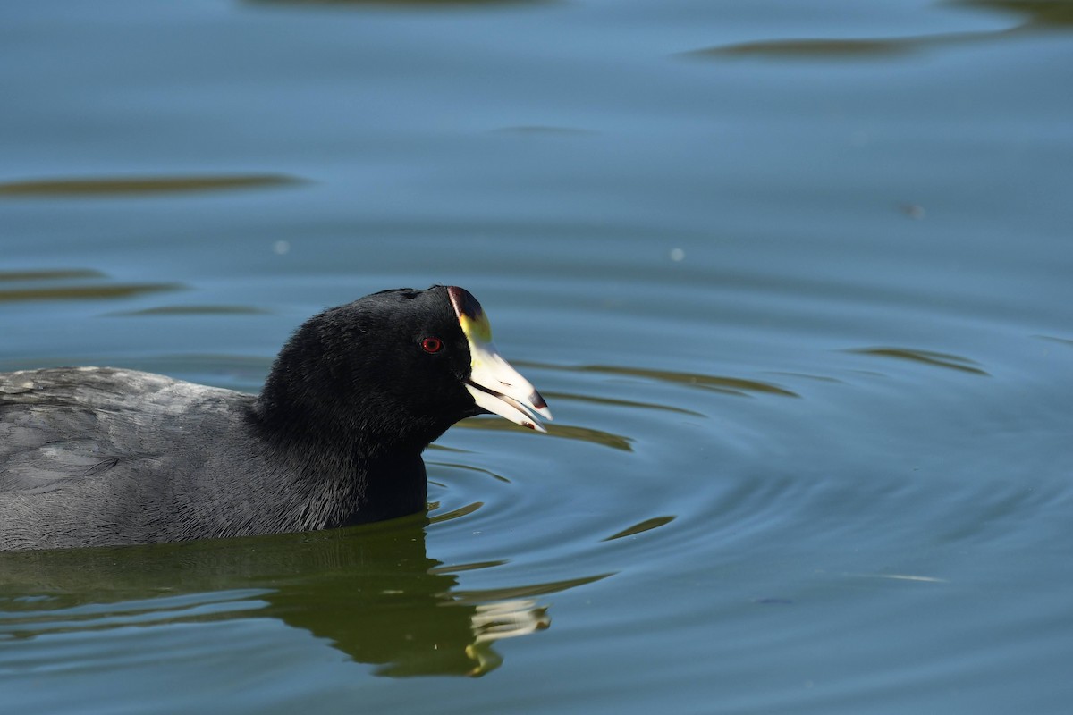 Focha Americana - ML646166796