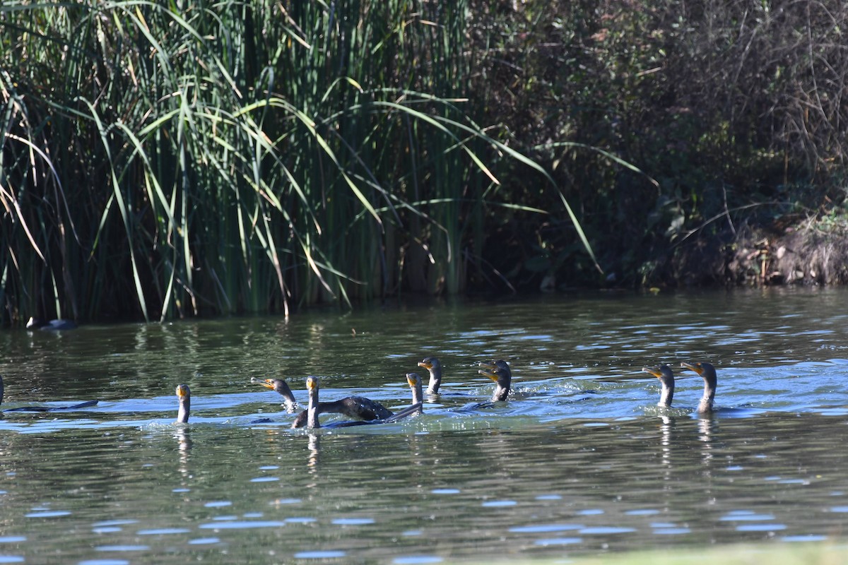 Cormorán Orejudo - ML646166797