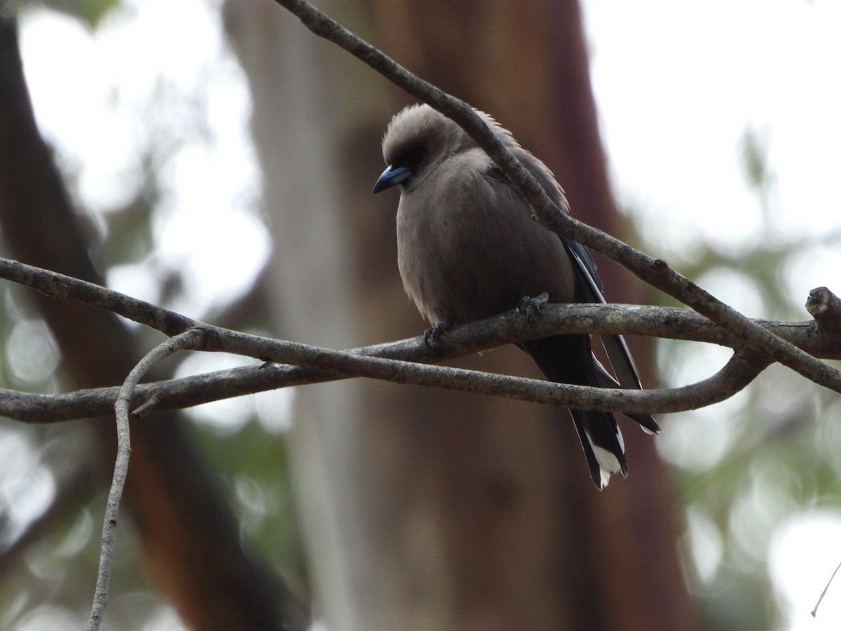 Dusky Woodswallow - ML646166798