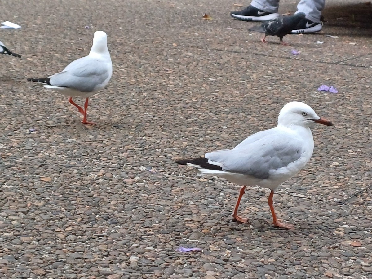 Silver Gull - ML646166799