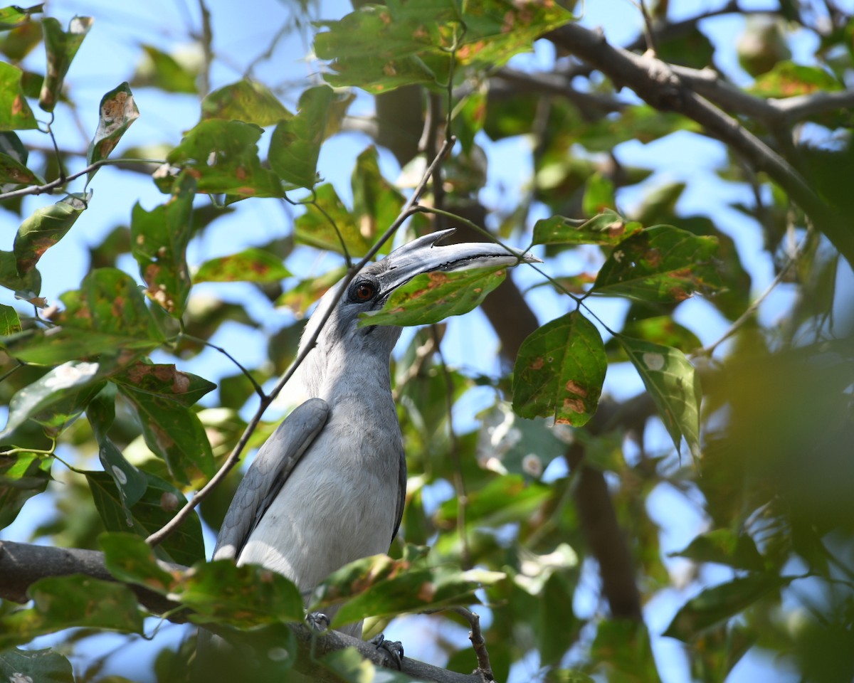 Indian Gray Hornbill - ML646166800