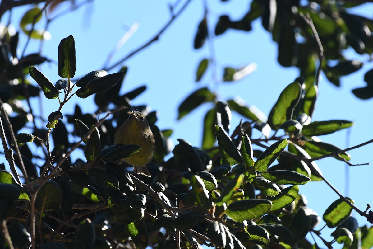 Reinita Coroninaranja - ML646166801