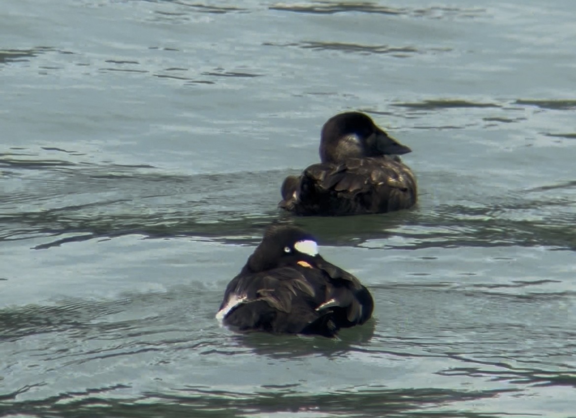 Surf Scoter - ML646166802