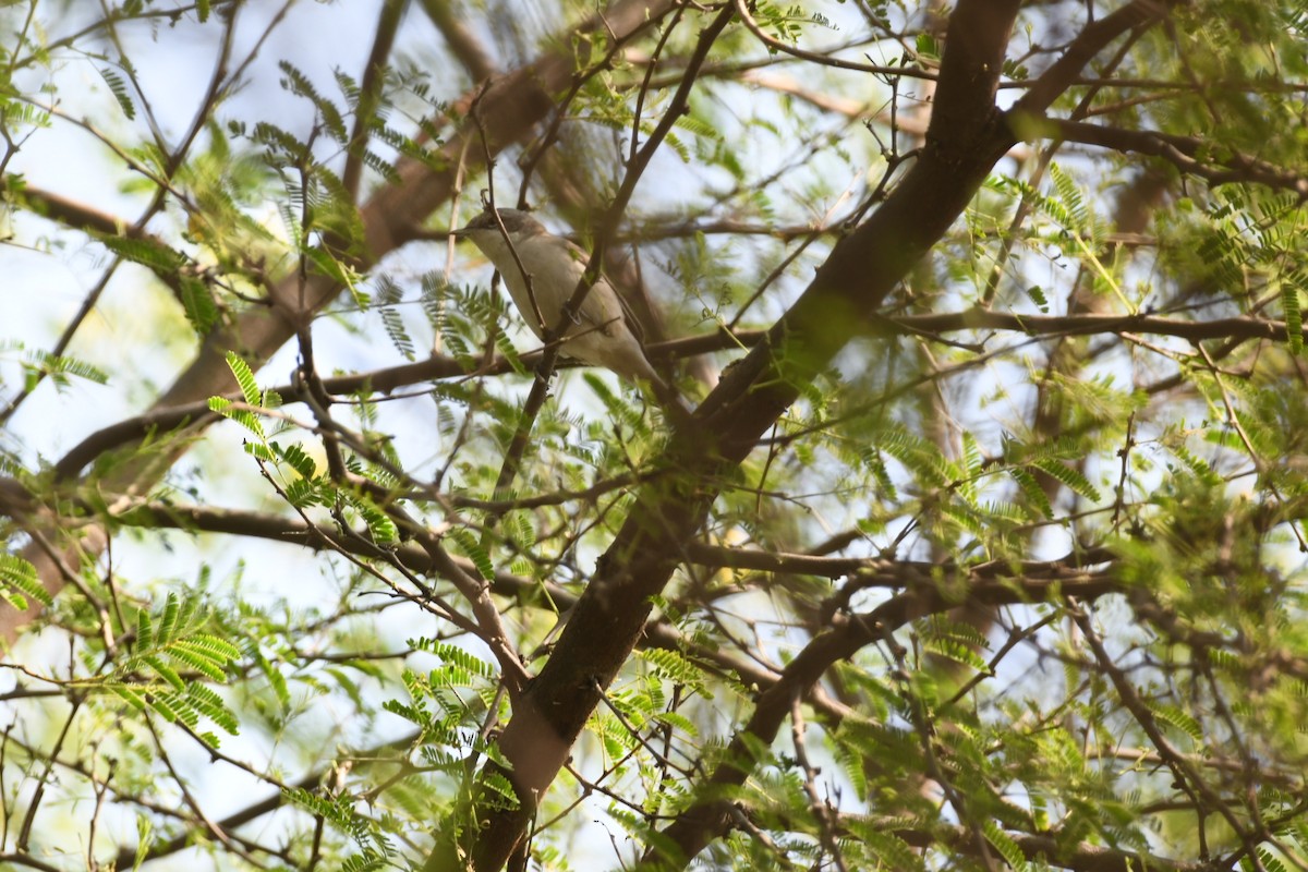 Lesser Whitethroat - ML646166804