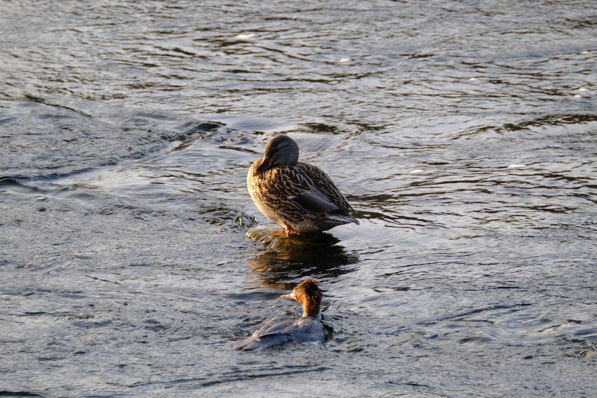 Common Merganser - ML646166805
