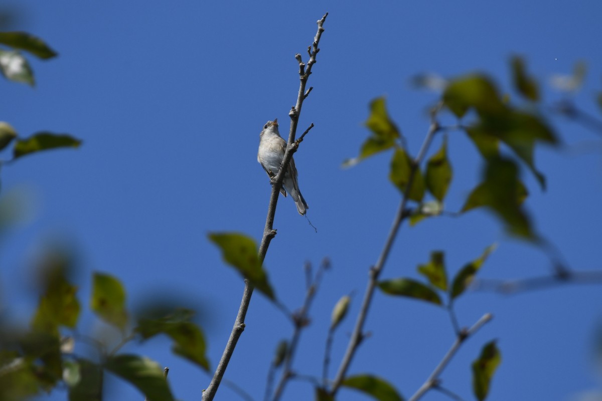 Red-breasted Flycatcher - ML646166808