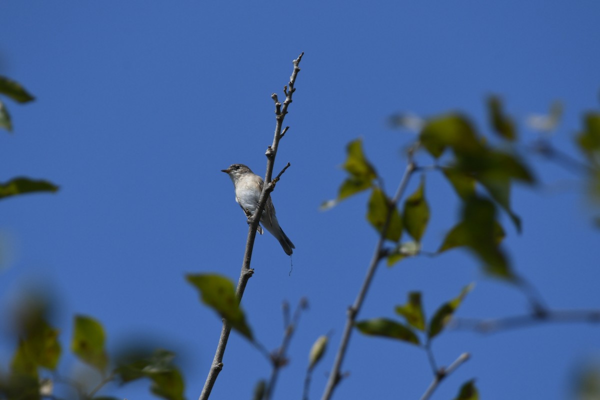 Red-breasted Flycatcher - ML646166809