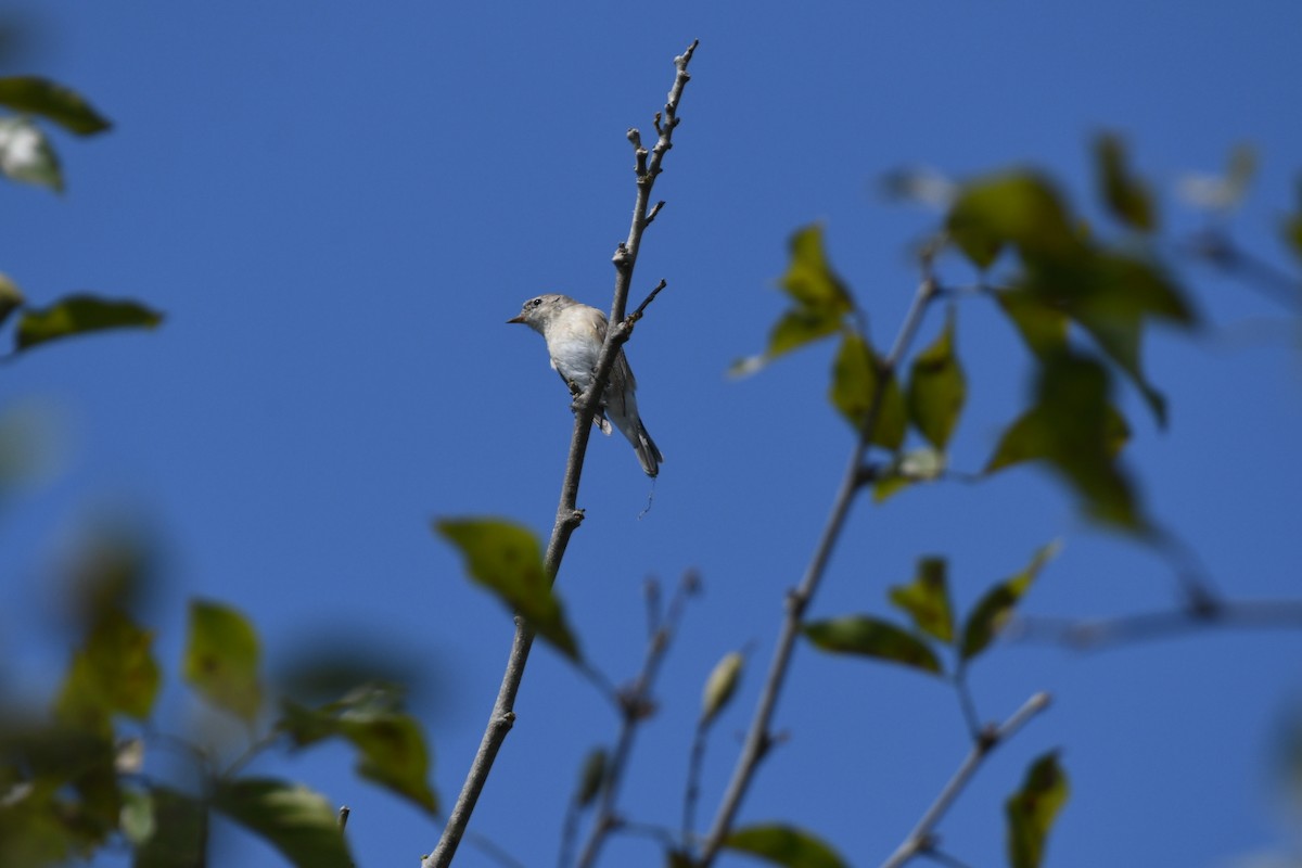 Red-breasted Flycatcher - ML646166810
