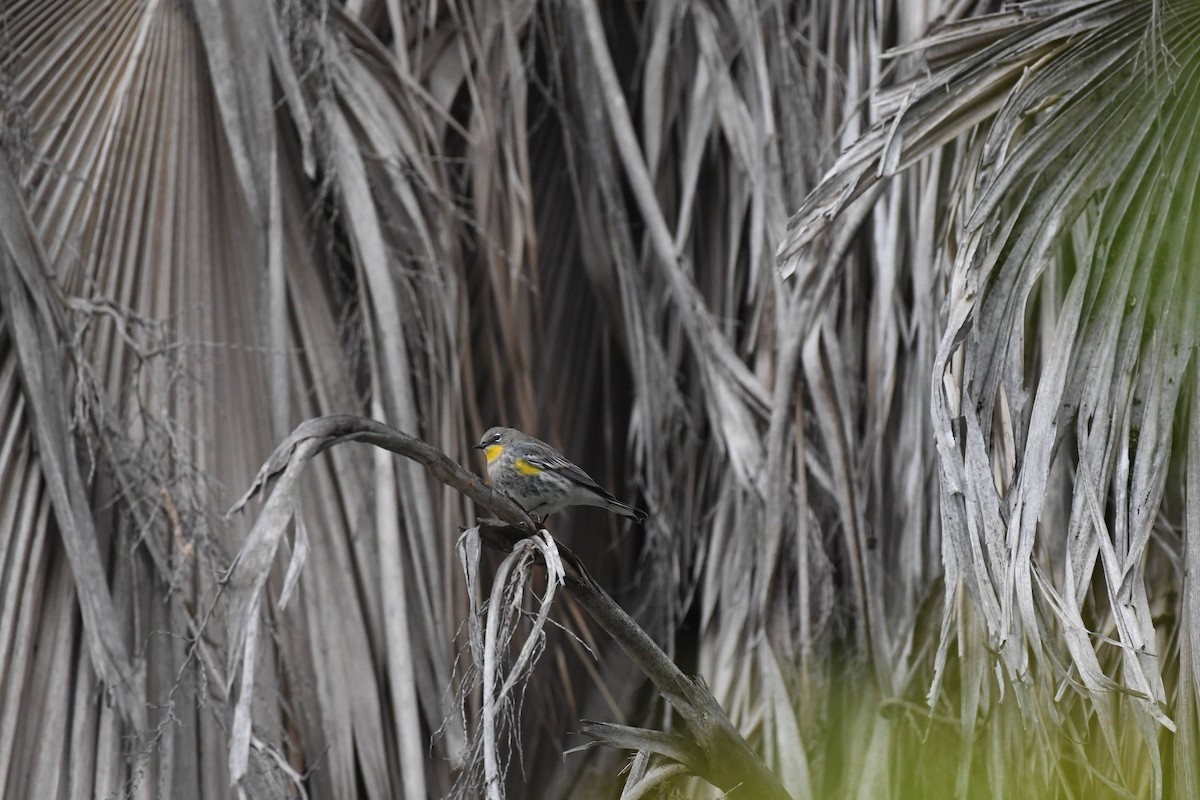 Reinita Coronada - ML646166811