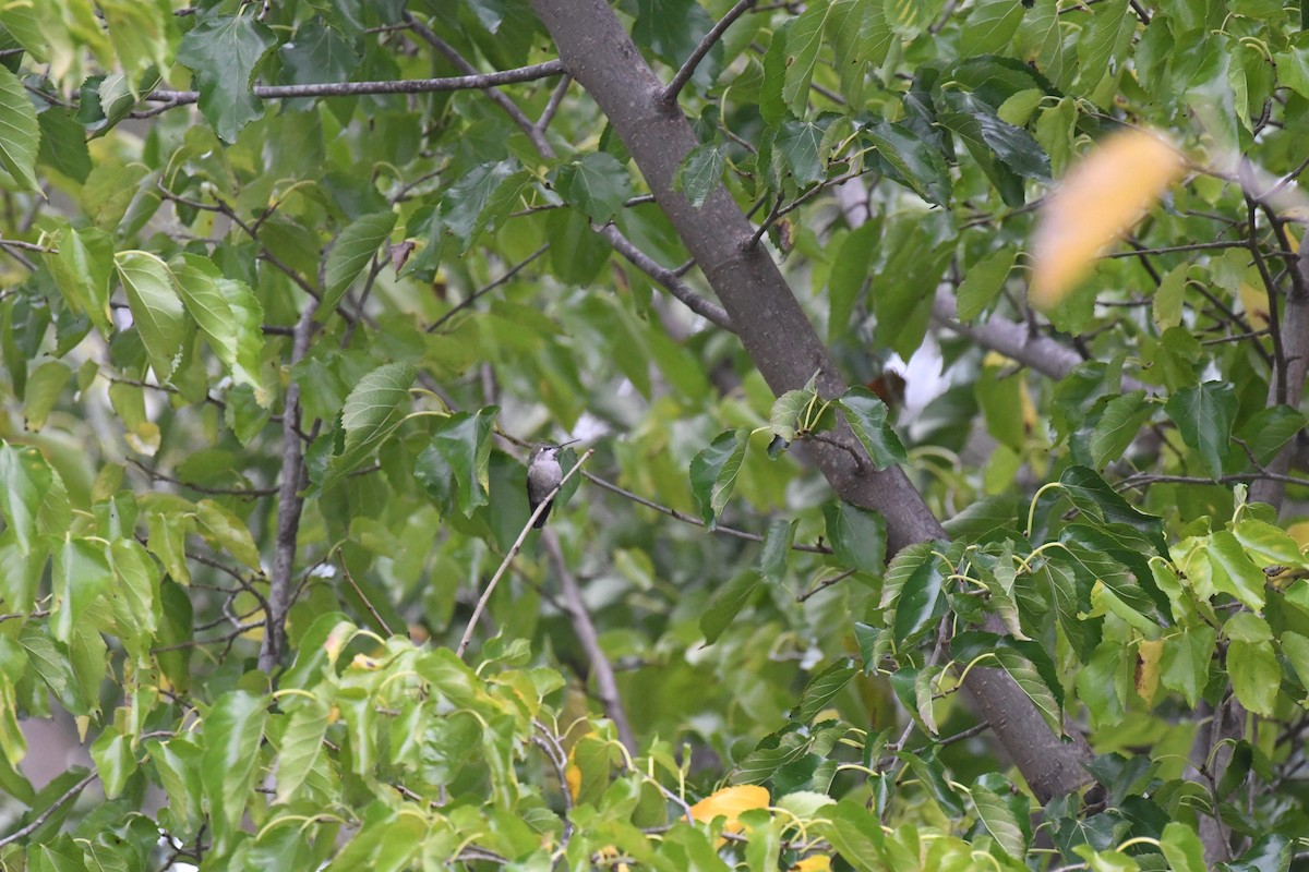 Colibrí de Anna - ML646166812