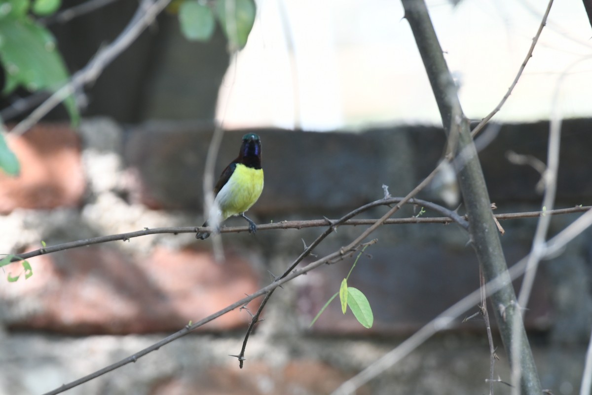 Purple-rumped Sunbird - ML646166816