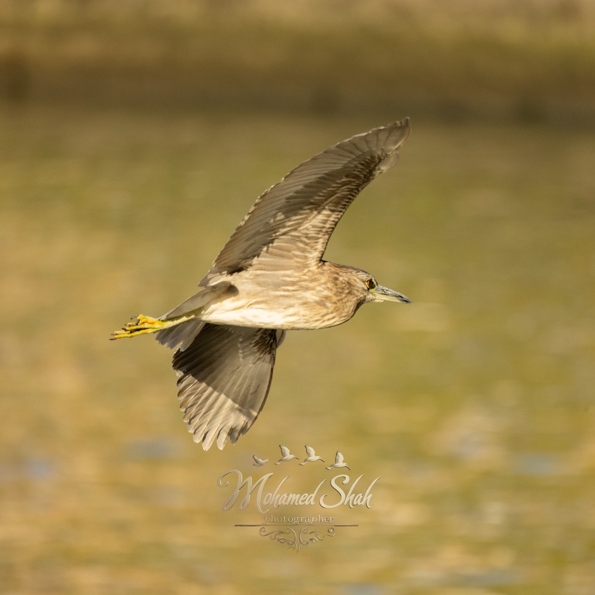 Black-crowned Night Heron (Eurasian) - ML646166817