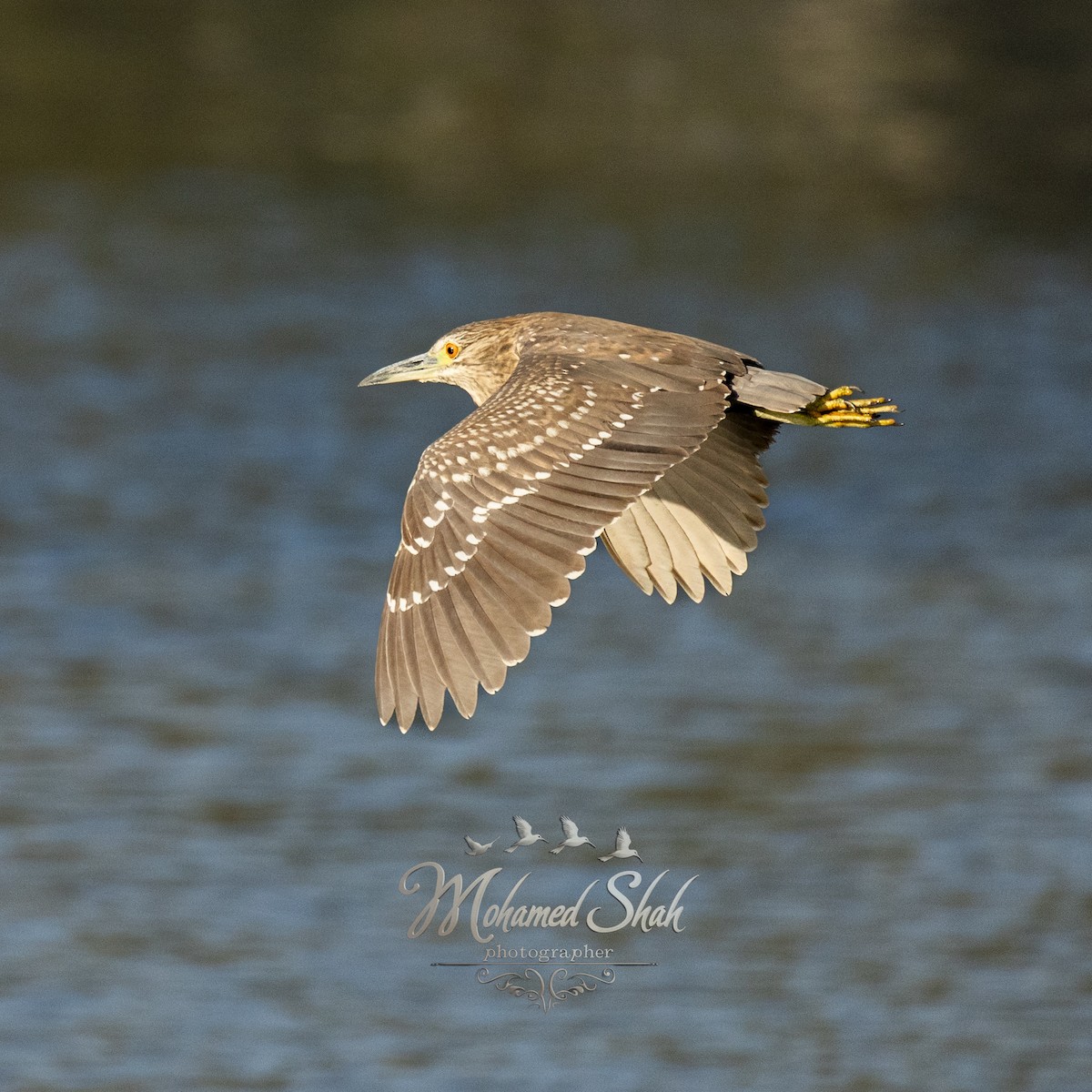 Black-crowned Night Heron (Eurasian) - ML646166818