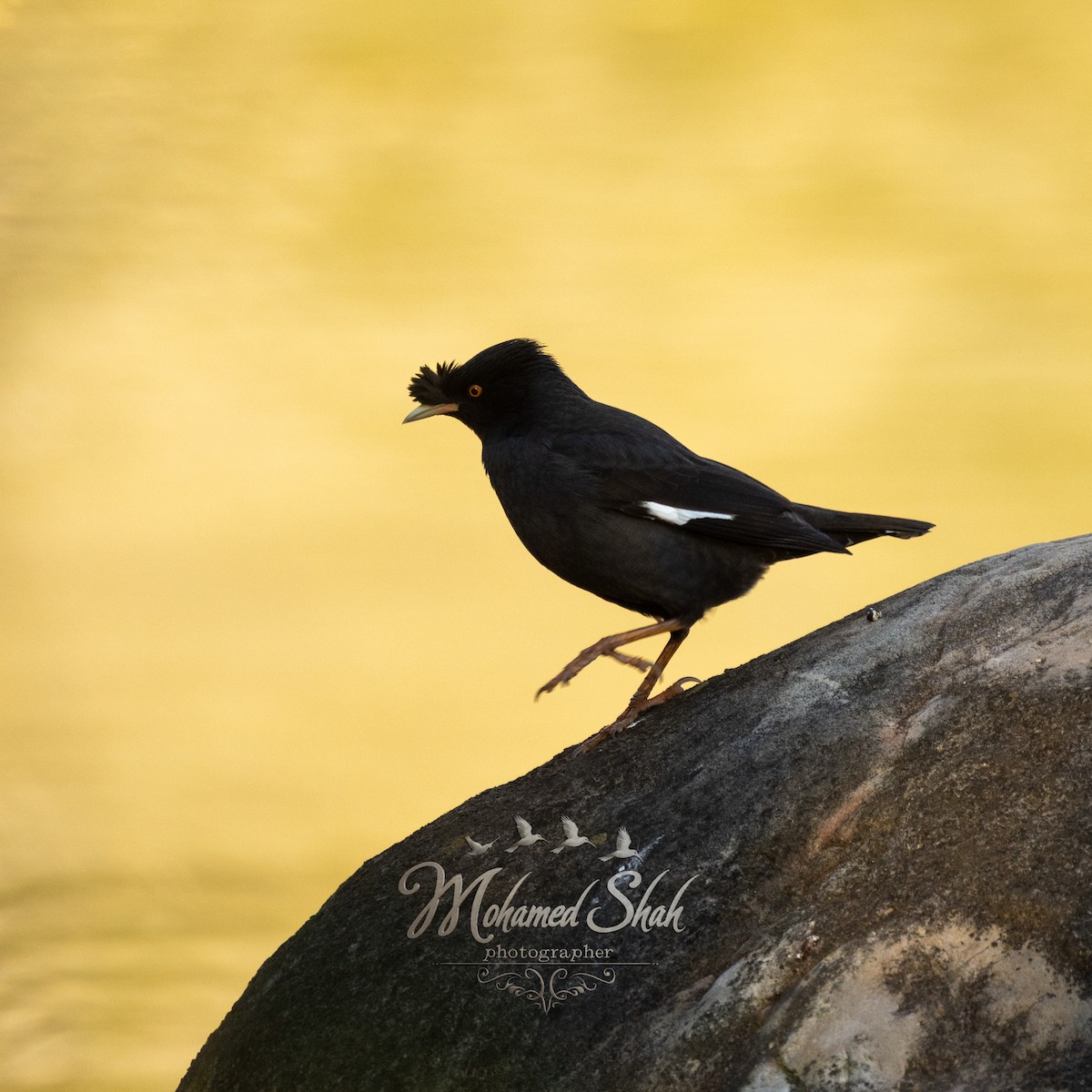 Crested Myna - ML646166820