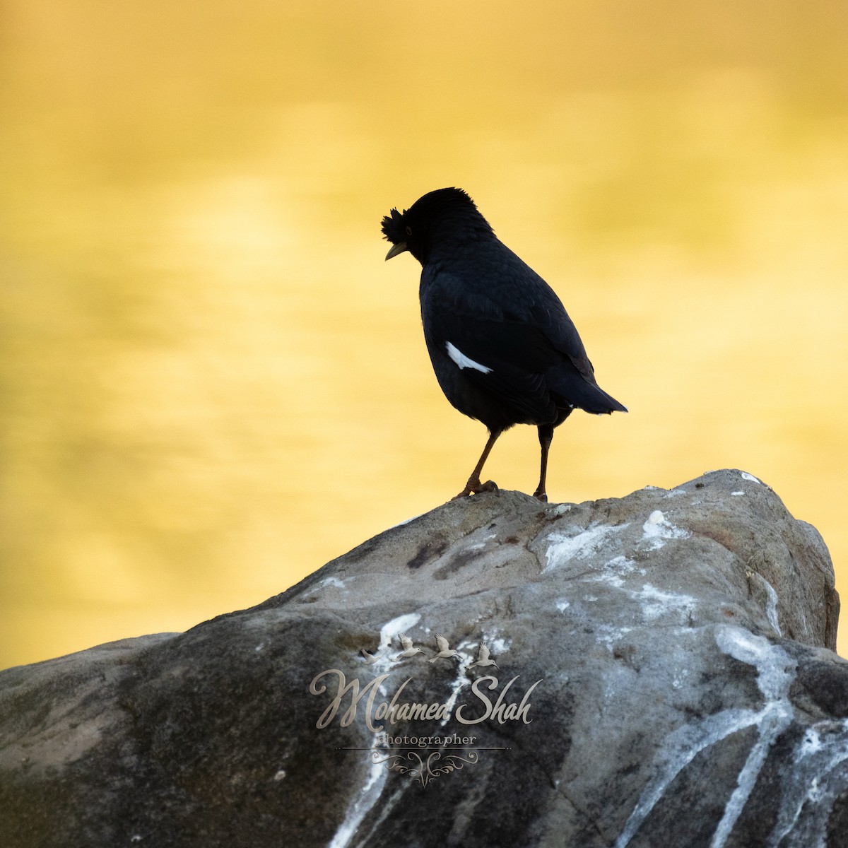 Crested Myna - ML646166822