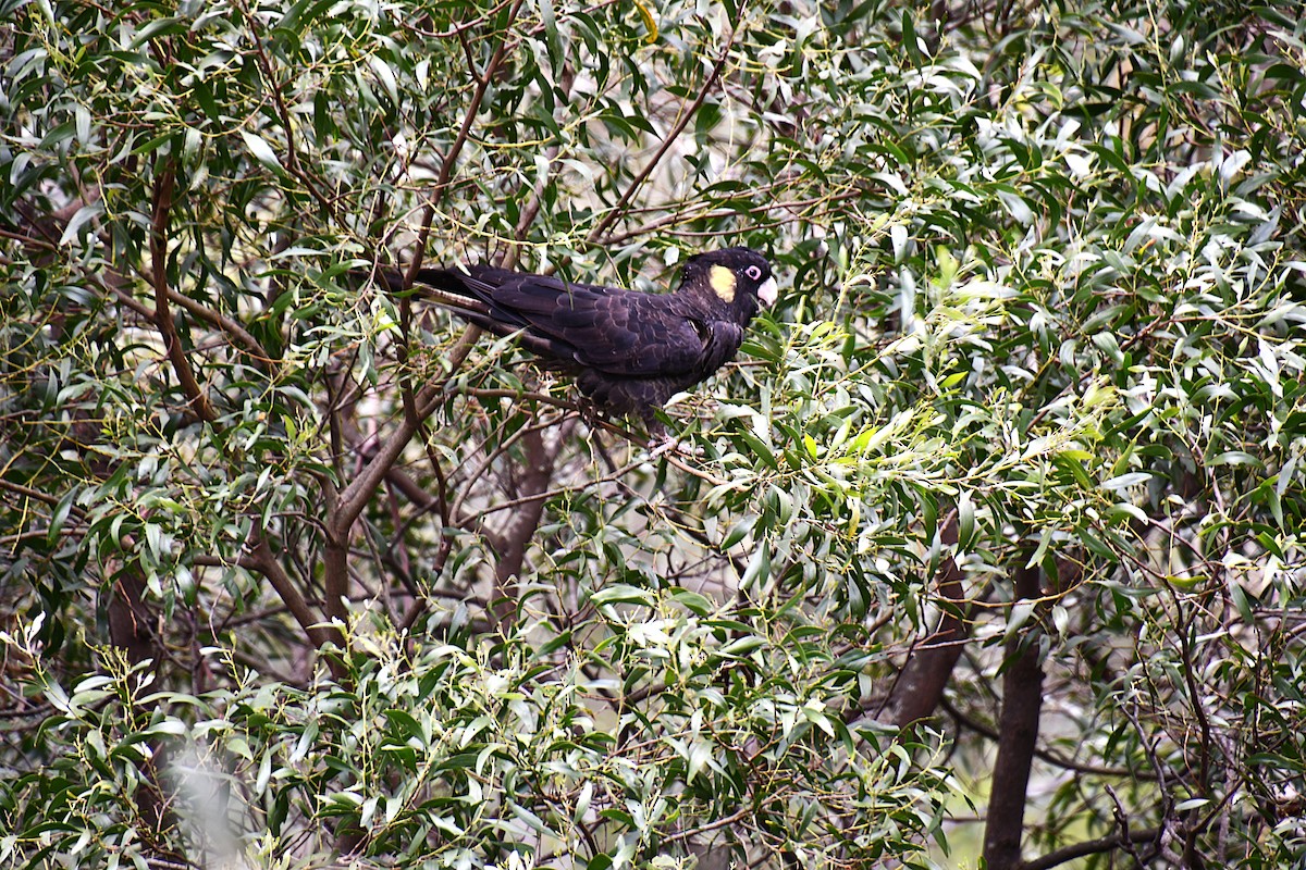 Yellow-tailed Black-Cockatoo - ML646166823
